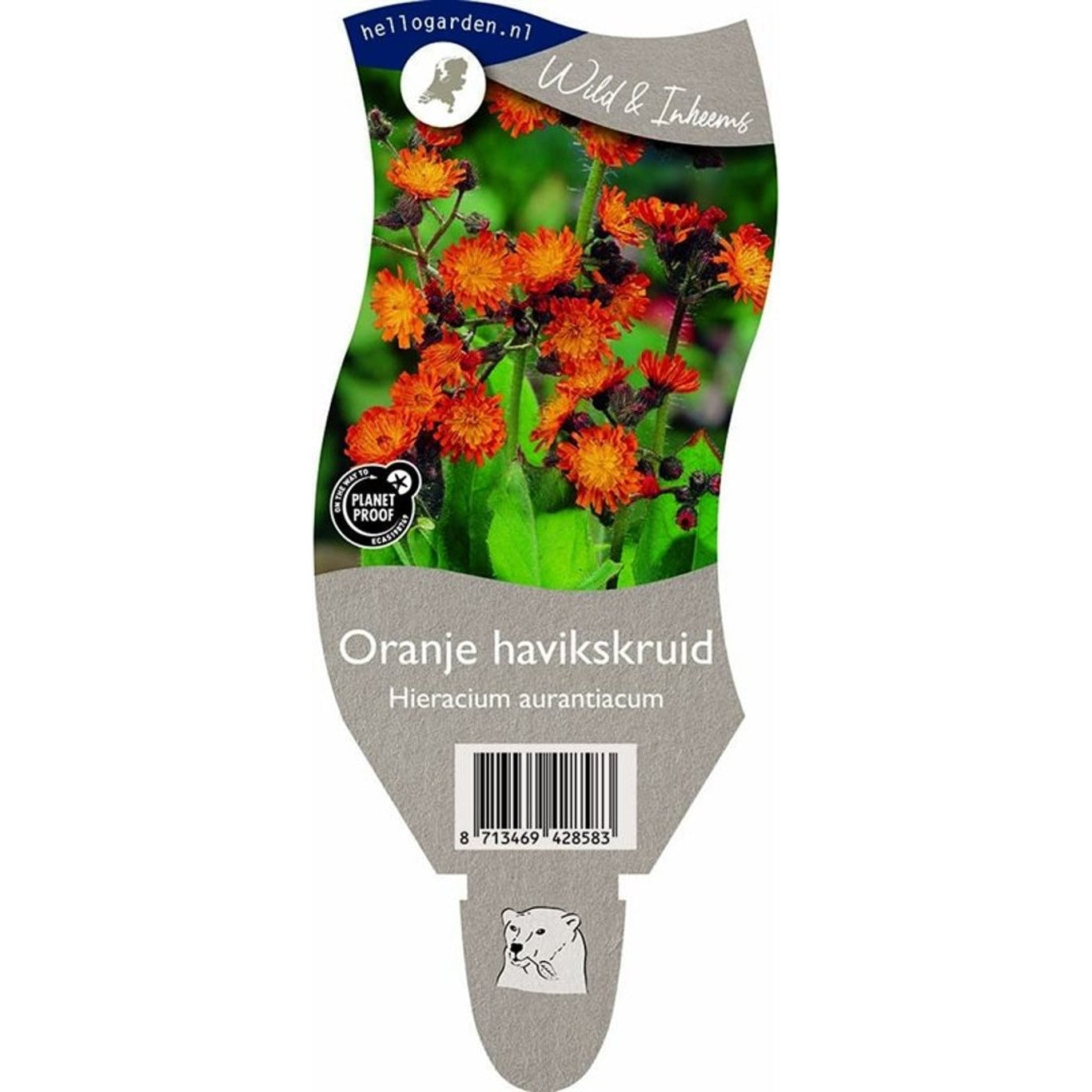 Rödfibbla – Hieracium aurantiacum - P11